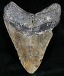 Bargain Megalodon Tooth - North Carolina #13623-2